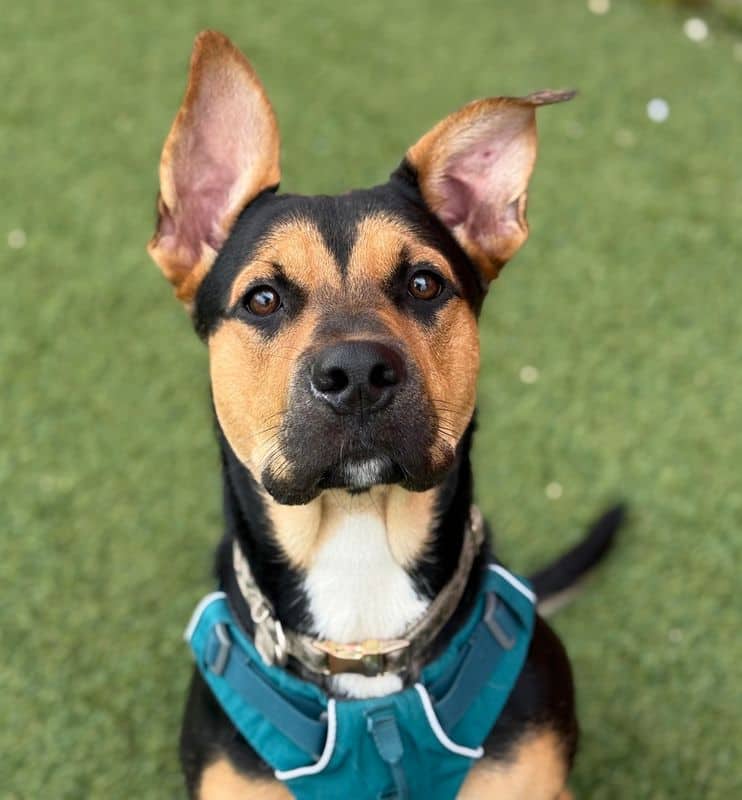 Rumi - American Staffordshire Terrier available for adoption in Calgary