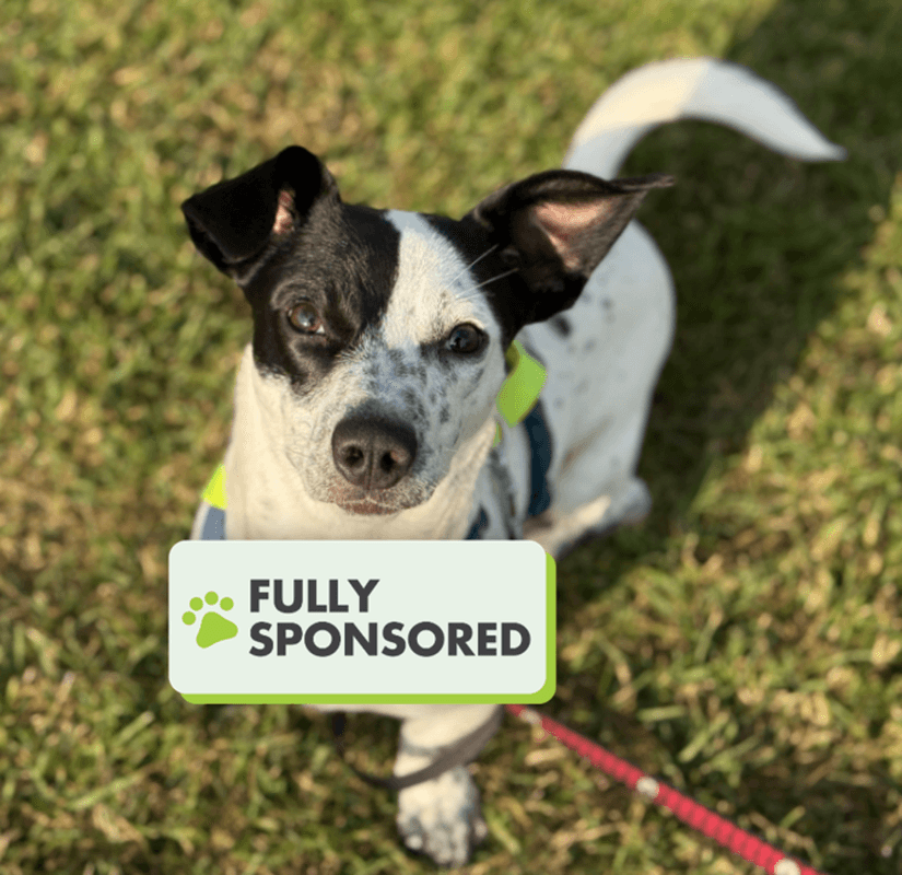 Snow - Mixed Breed available for adoption in Alberta