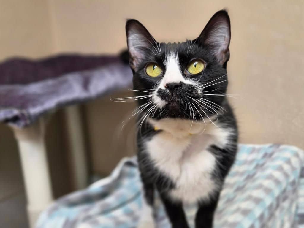 Cattitude: Munna - Domestic Short Hair available for adoption