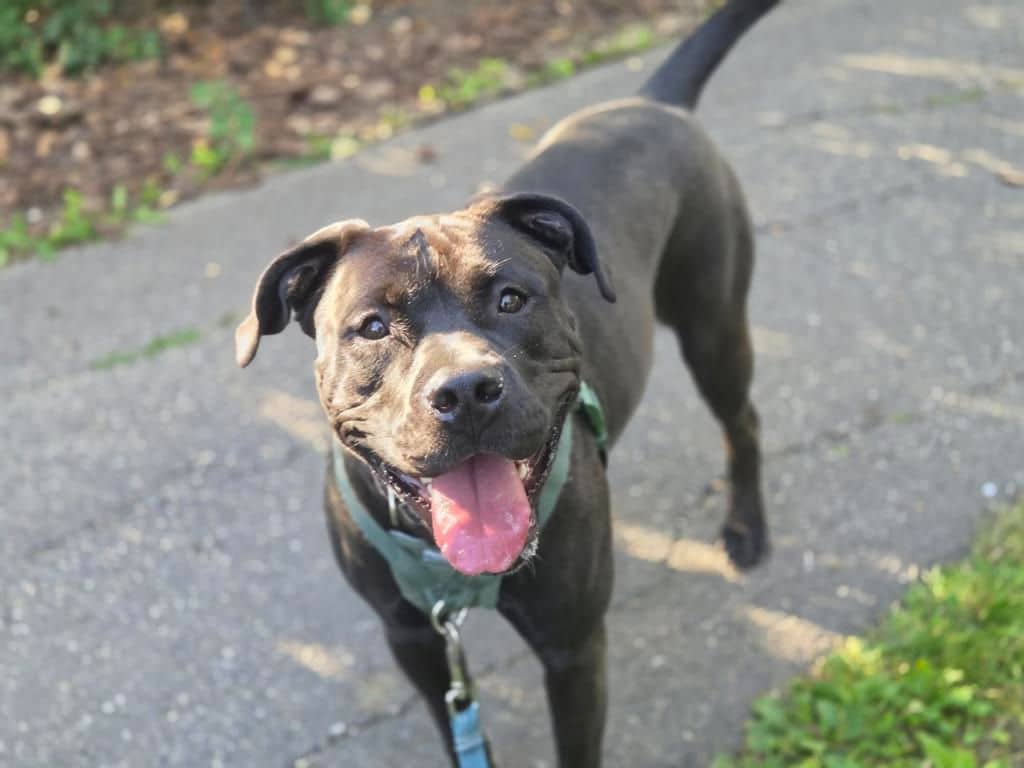 Diva - American Staffordshire Terrier available for adoption in Calgary