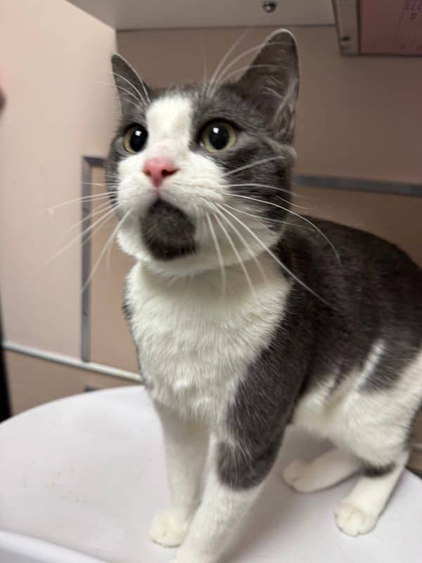 Roman - Domestic Short Hair available for adoption