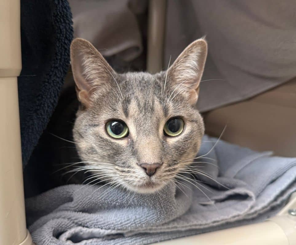 Cattitude: Mariposa - Domestic Short Hair cat available for adoption at Edmonton Humane Society in Edmonton (1 of 4)