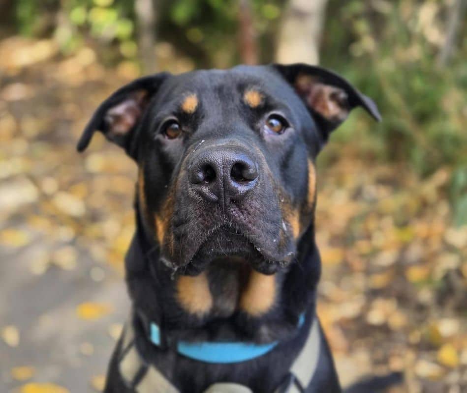 Linguine - American Staffordshire Terrier available for adoption in Alberta