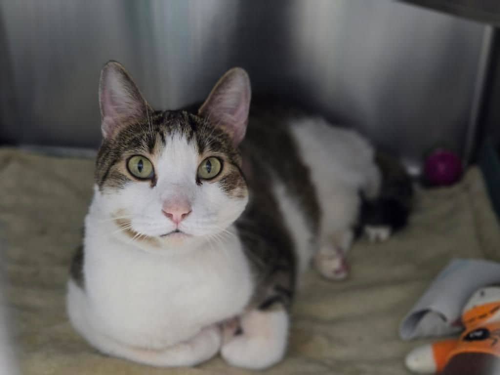 Dixon - Domestic Short Hair available for adoption