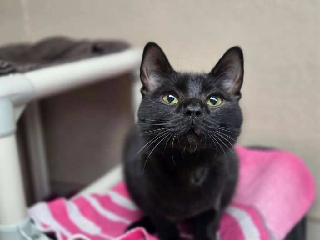 Cattitude: Truck - Domestic Short Hair available for adoption