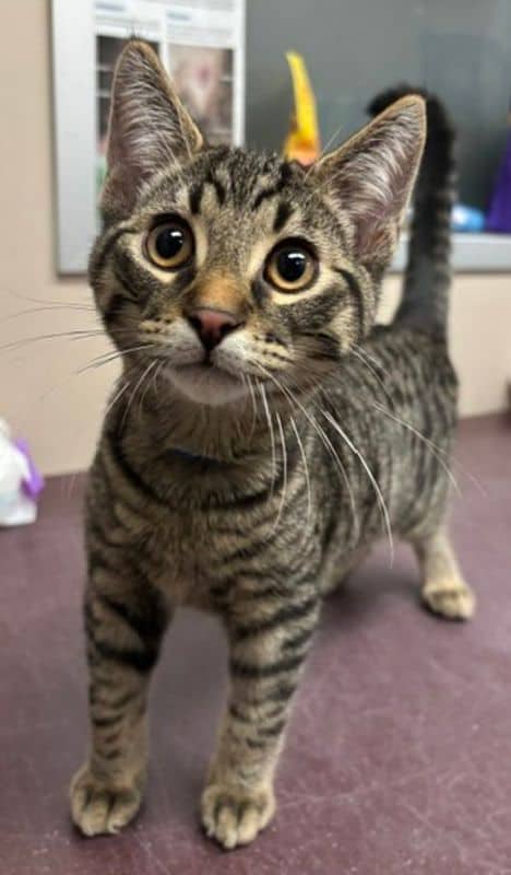 Butters - Domestic Short Hair available for adoption