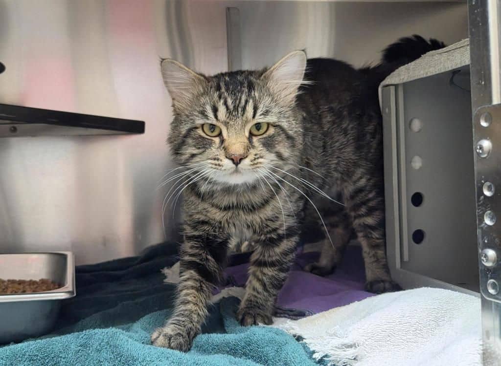 Jumba - Domestic Medium Hair cat available for adoption at Edmonton Humane Society in Edmonton (1 of 7)