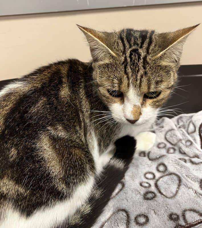 Lyric - Domestic Short Hair cat available for adoption at Edmonton Humane Society in Edmonton (1 of 4)