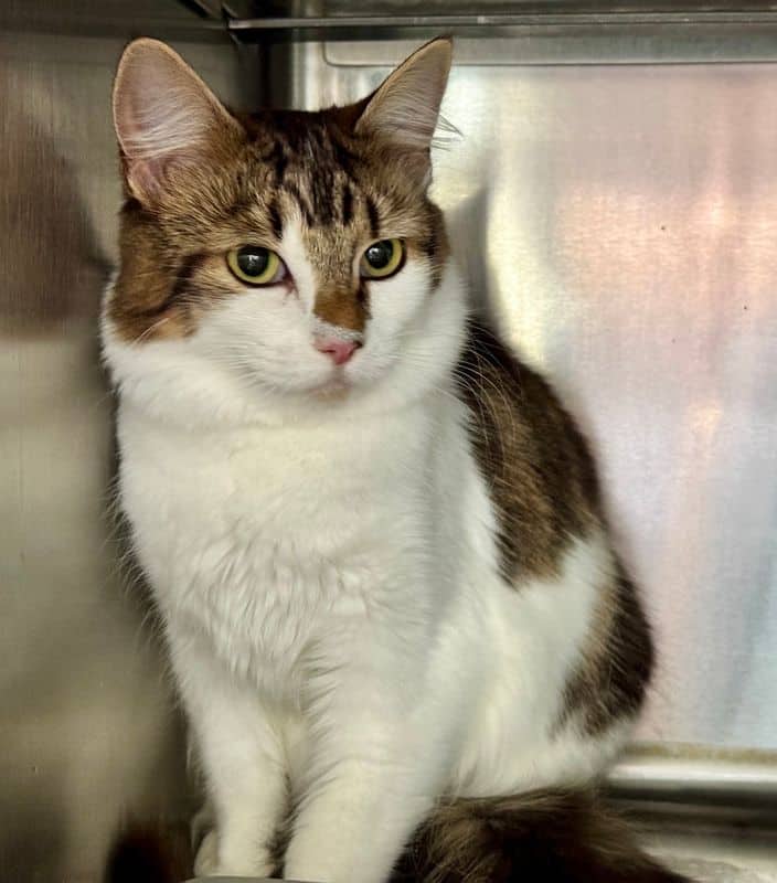 Lainey - Domestic Medium Hair cat available for adoption at Edmonton Humane Society in Edmonton (1 of 7)