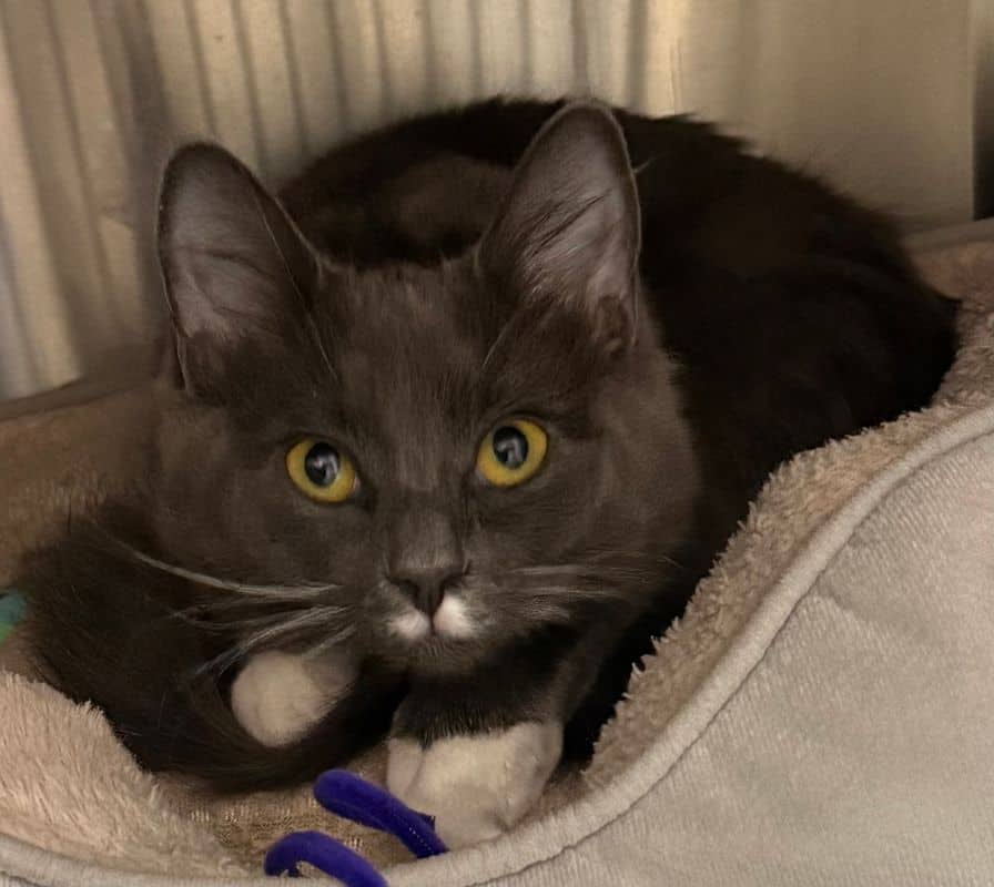 Millie - Domestic Medium Hair cat available for adoption at Edmonton Humane Society in Edmonton (1 of 4)