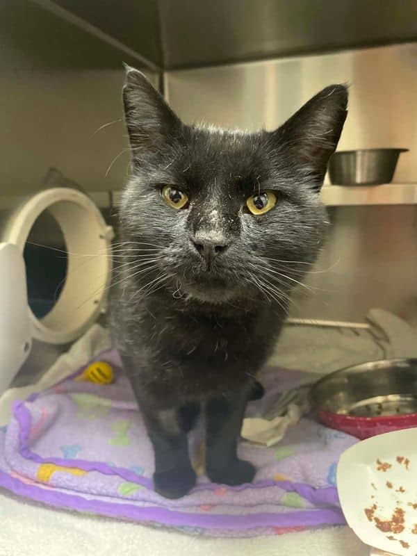 Mang - Domestic Short Hair available for adoption
