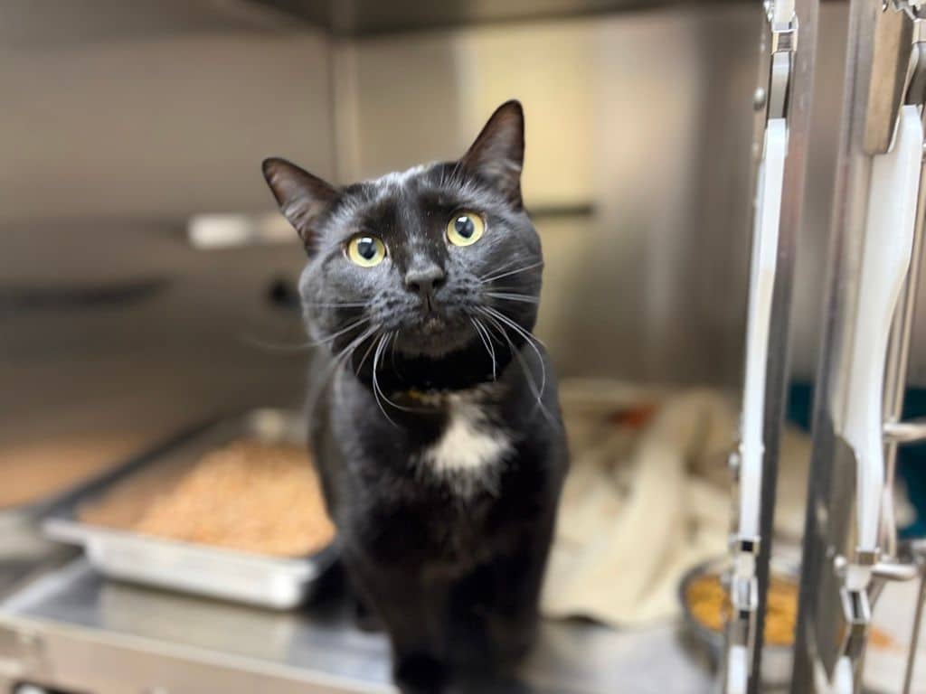 Honey - Domestic Short Hair cat available for adoption at Edmonton Humane Society in Edmonton (1 of 5)