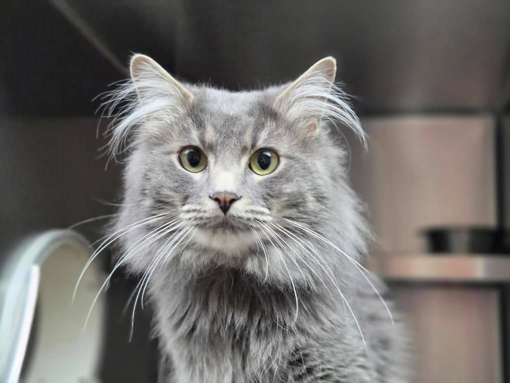 Binky - Domestic Medium Hair cat available for adoption at Edmonton Humane Society in Edmonton (1 of 7)