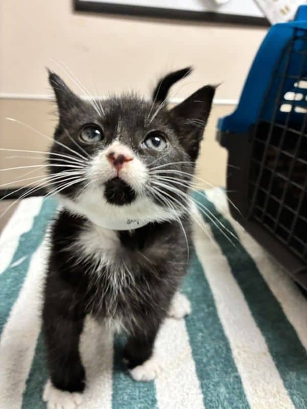 Joe - Domestic Short Hair cat available for adoption at Edmonton Humane Society in Edmonton