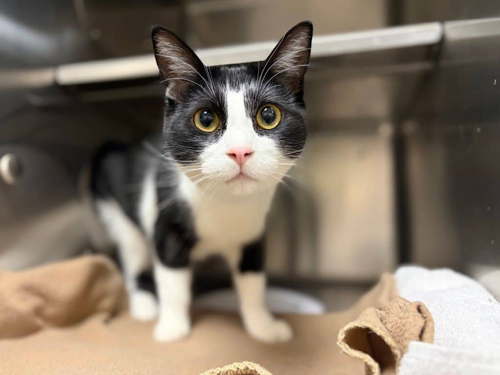 Alder - Domestic Short Hair cat available for adoption at Edmonton Humane Society in Edmonton (1 of 4)