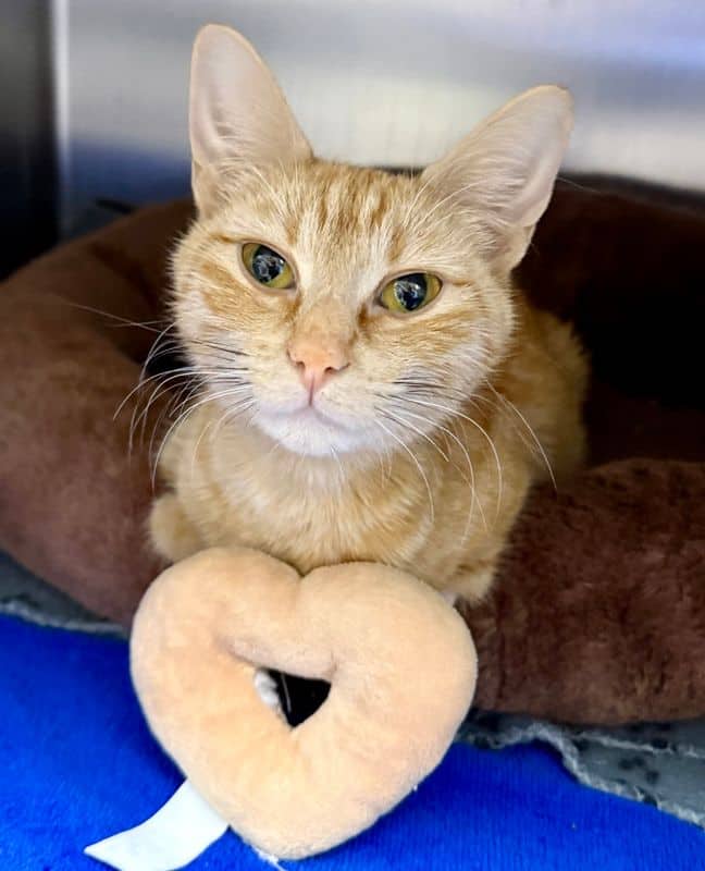 Swiffer - Domestic Short Hair available for adoption