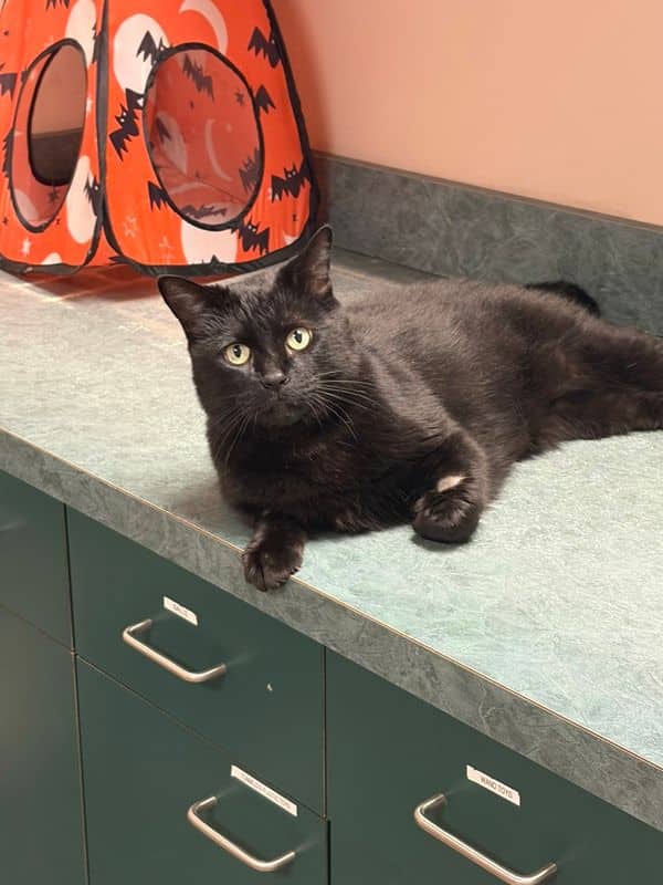 Ares - Domestic Short Hair cat available for adoption in Alberta