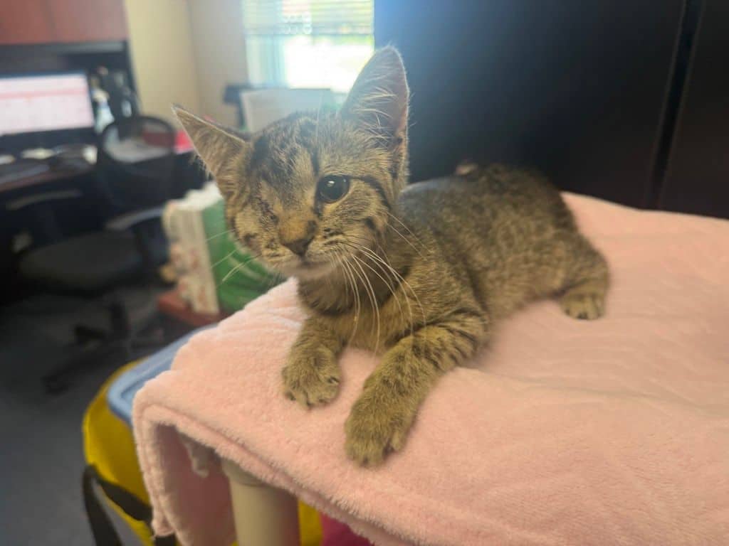 Poppy - Domestic Short Hair cat available for adoption at Edmonton Humane Society in Edmonton (1 of 6)