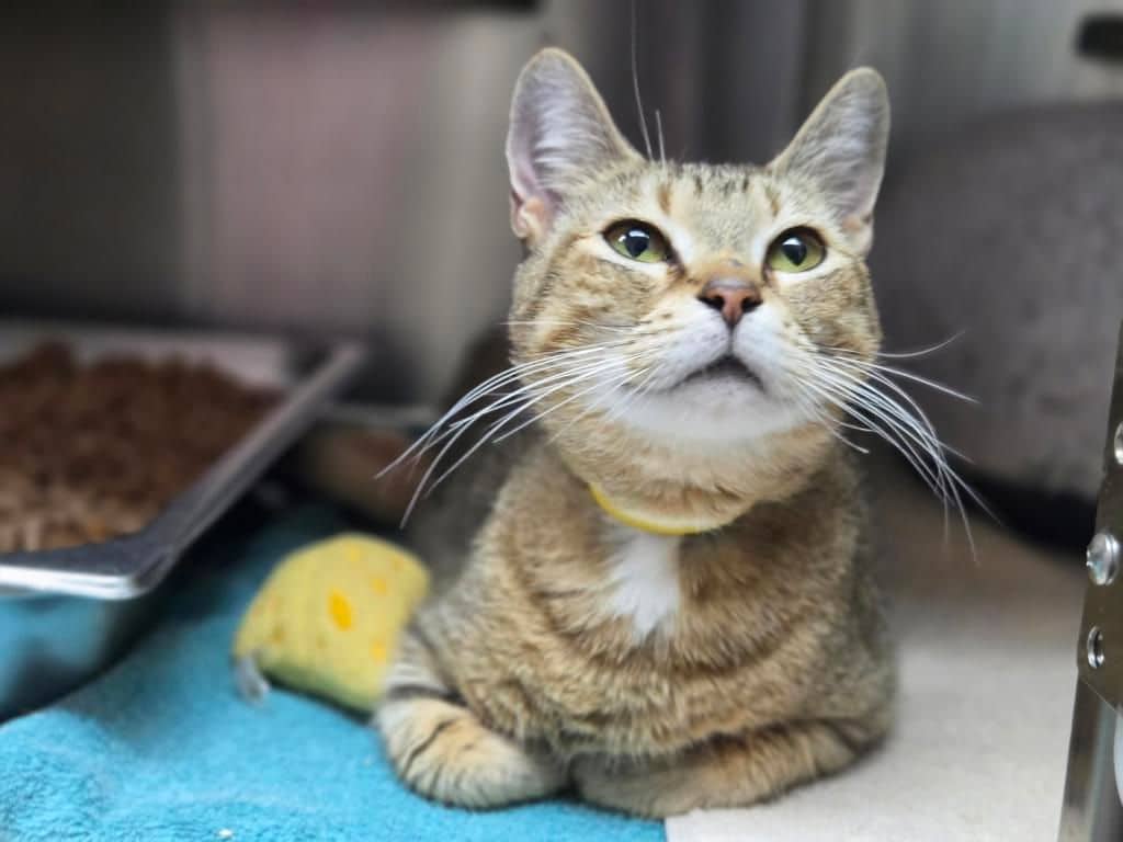 Elita - Domestic Short Hair cat available for adoption at Edmonton Humane Society in Edmonton (1 of 7)
