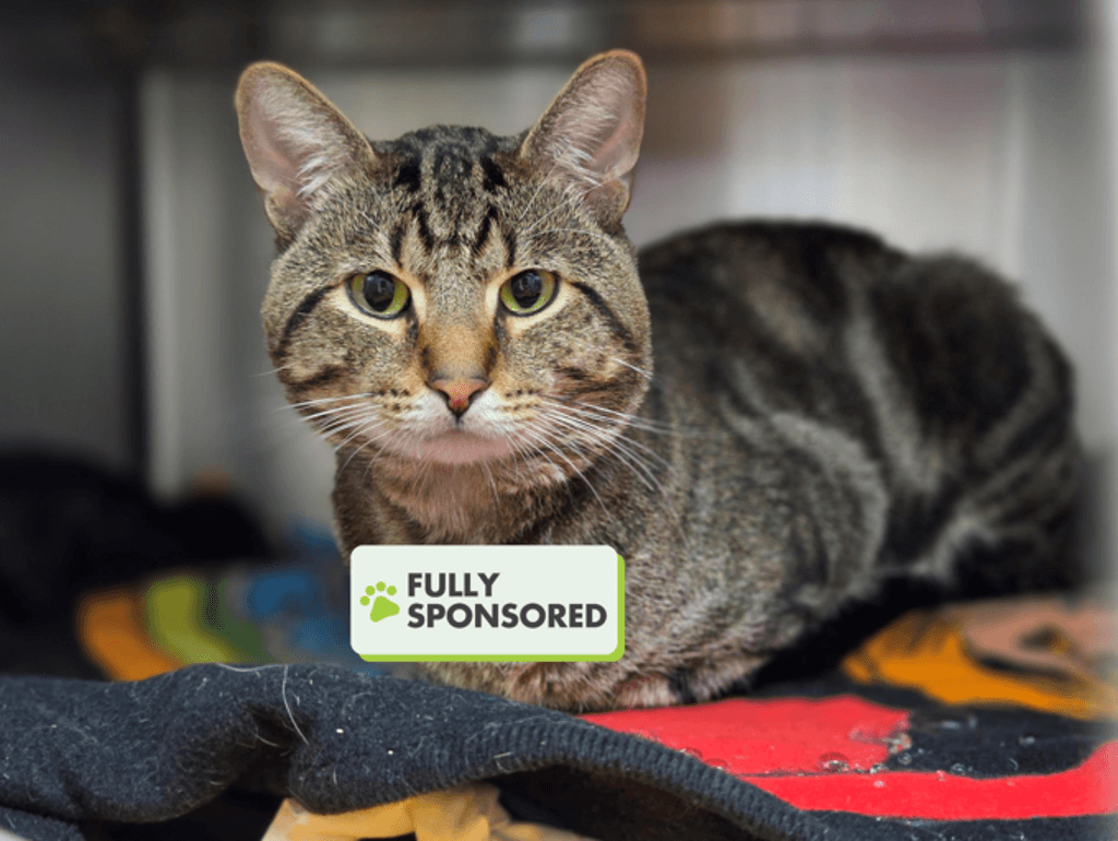 Mac - Domestic Short Hair cat available for adoption at Edmonton Humane Society in Edmonton (1 of 6)