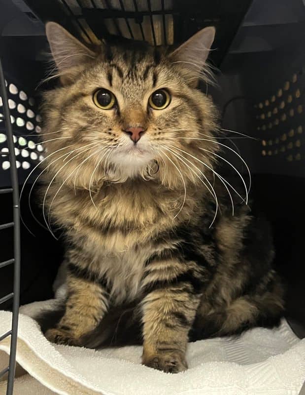 Derby - Domestic Long Hair cat available for adoption at Edmonton Humane Society in Edmonton