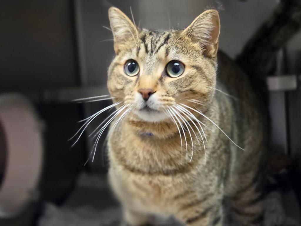 Mittens - Domestic Short Hair cat available for adoption at Edmonton Humane Society in Edmonton (1 of 4)