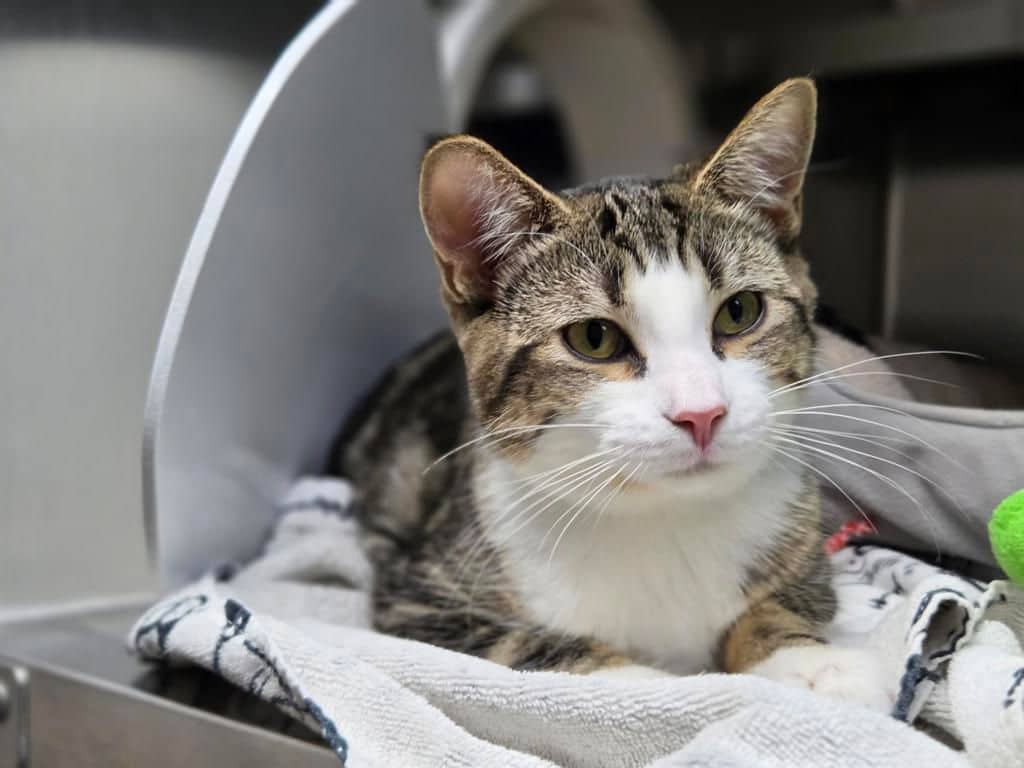 Alexi - Domestic Short Hair cat available for adoption in Alberta