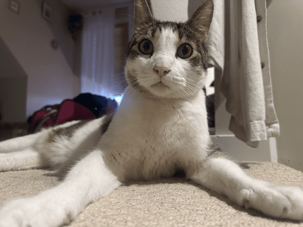Dixon - Domestic Short Hair cat available for adoption at Edmonton Humane Society in Edmonton (1 of 7)