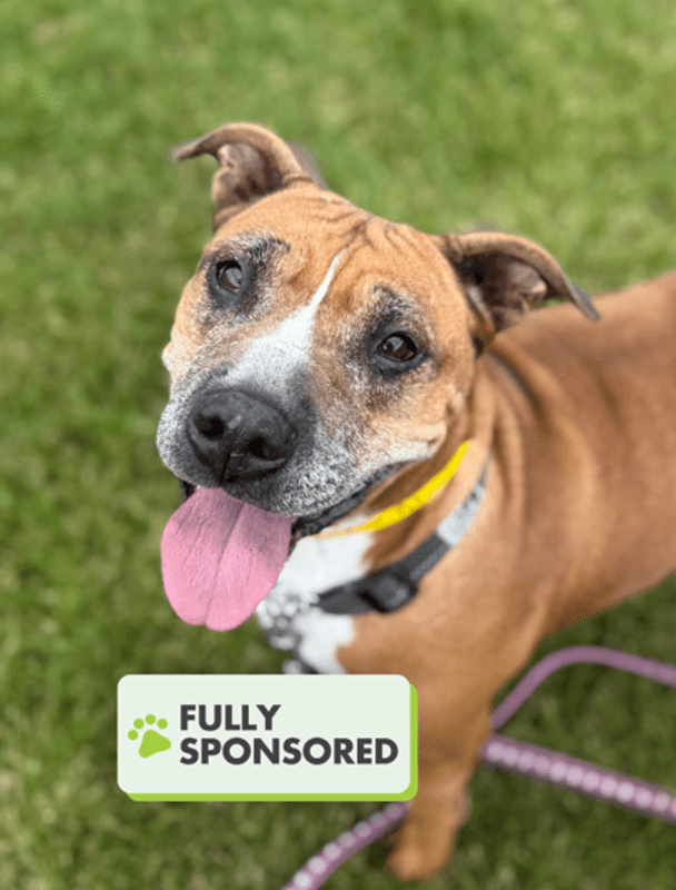Padovani - American Staffordshire Terrier available for adoption in Alberta