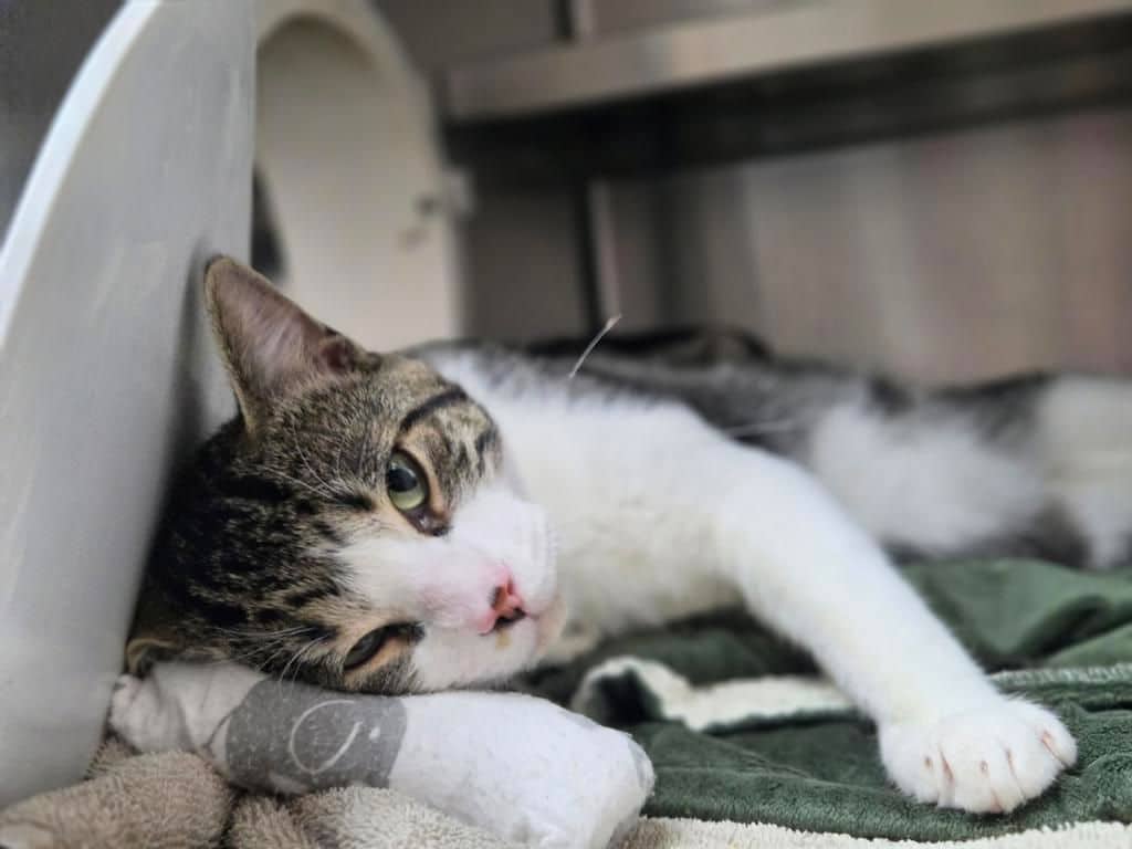 Armin - Domestic Short Hair cat available for adoption at Edmonton Humane Society in Edmonton (1 of 6)