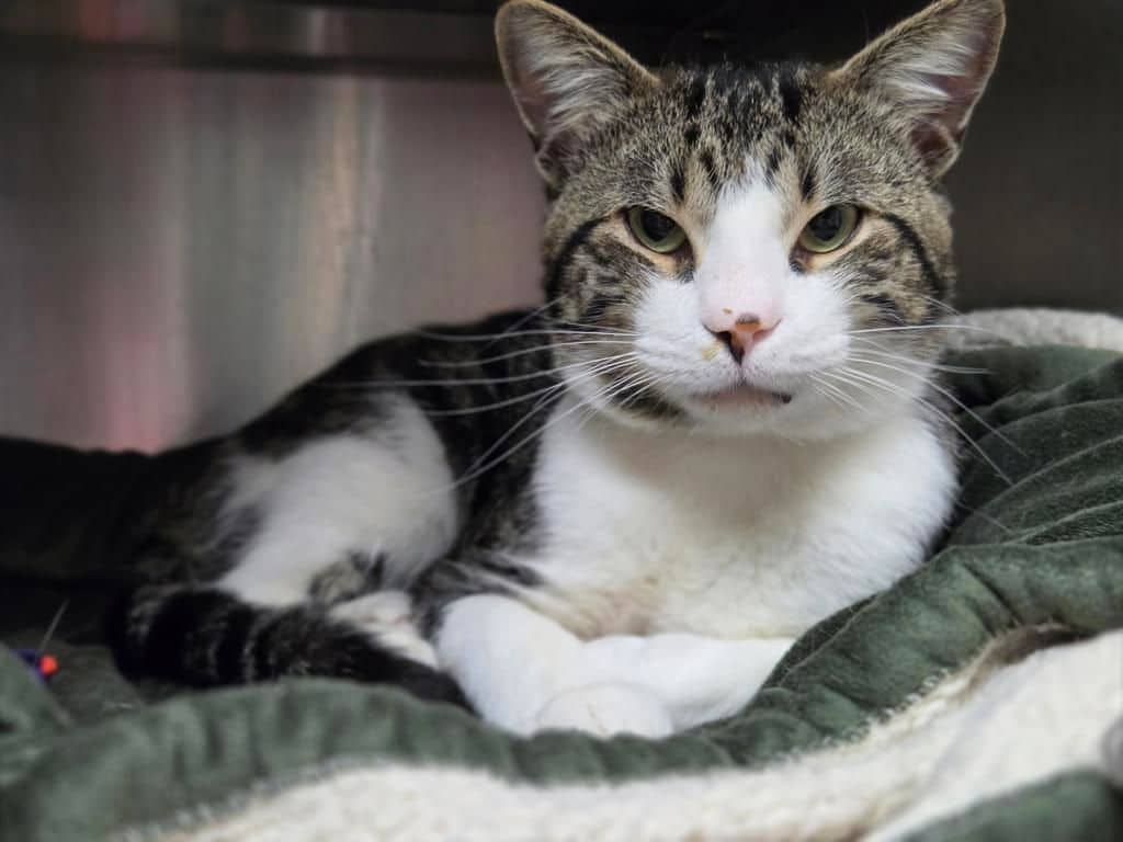 Armin - Domestic Short Hair available for adoption