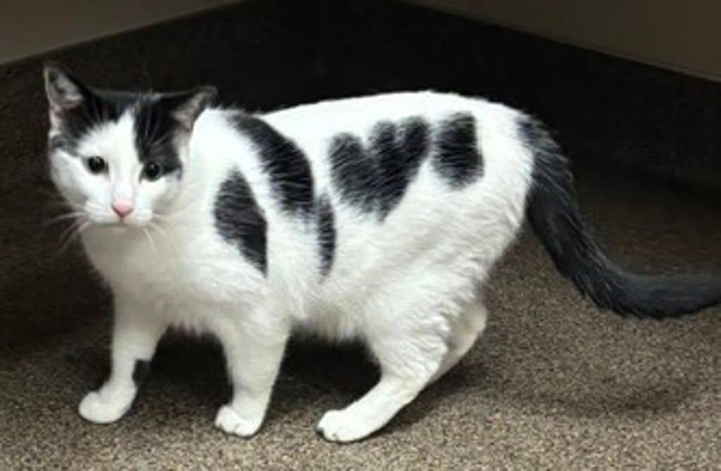 Cosmo - Domestic Short Hair cat available for adoption at Edmonton Humane Society in Edmonton