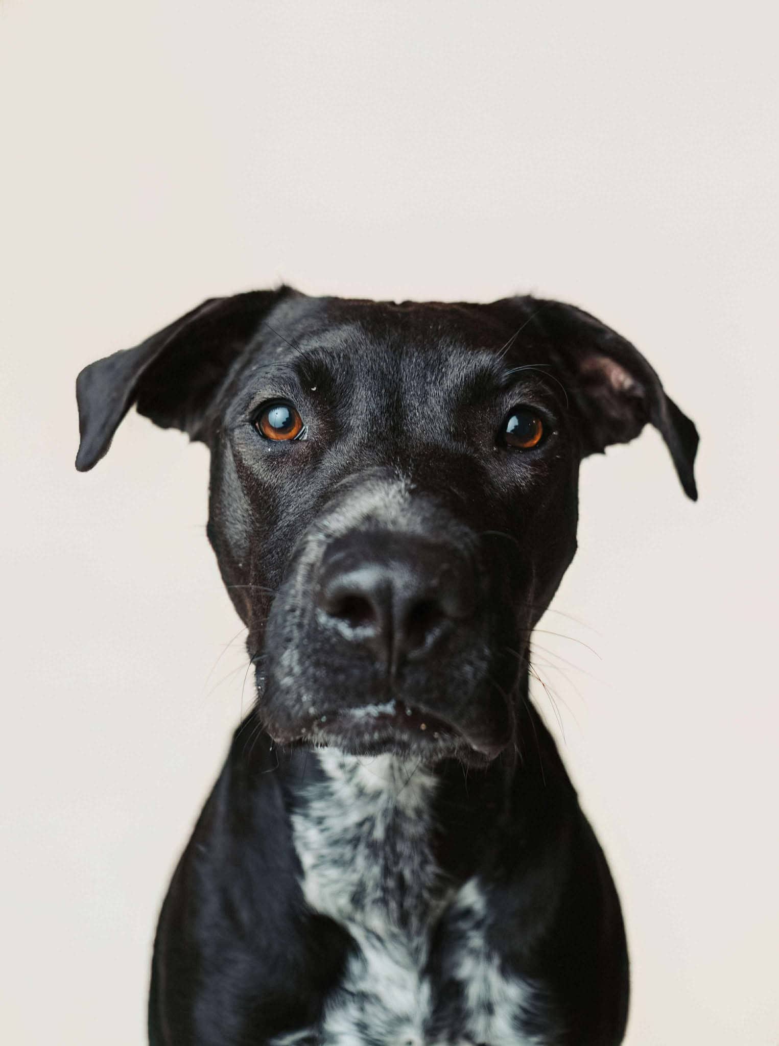Jelly Bean - Mixed Breed available for adoption in Alberta