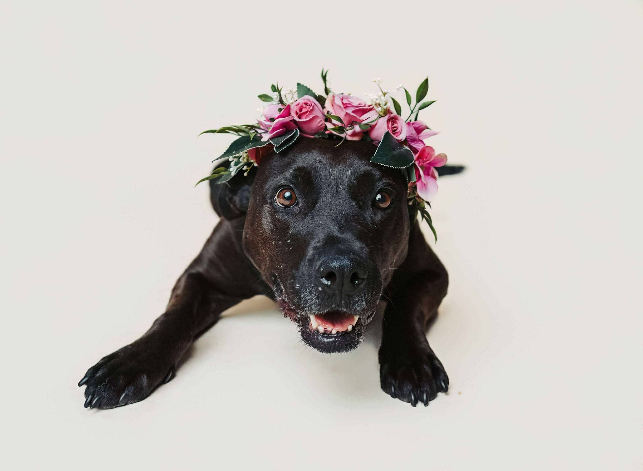 Lady - Mixed Breed available for adoption in Alberta