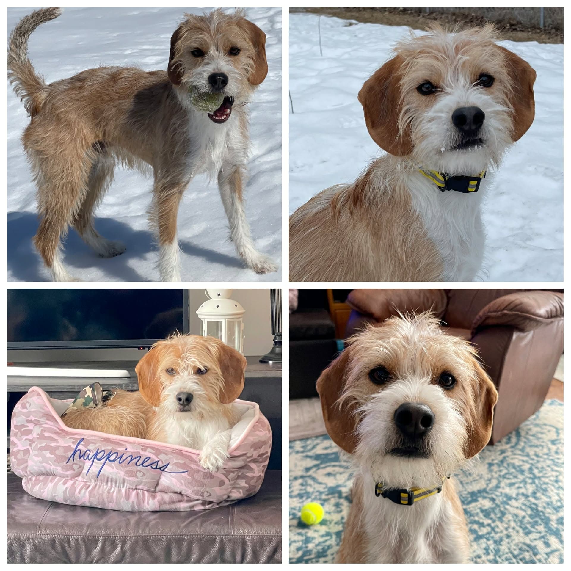 Redford - Beagle/Terrier Mix available for adoption in Calgary