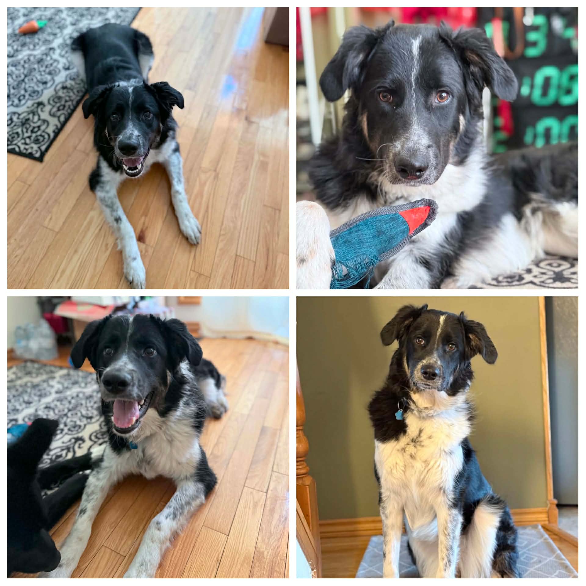 Tanya - Border Collie mix available for adoption in Calgary
