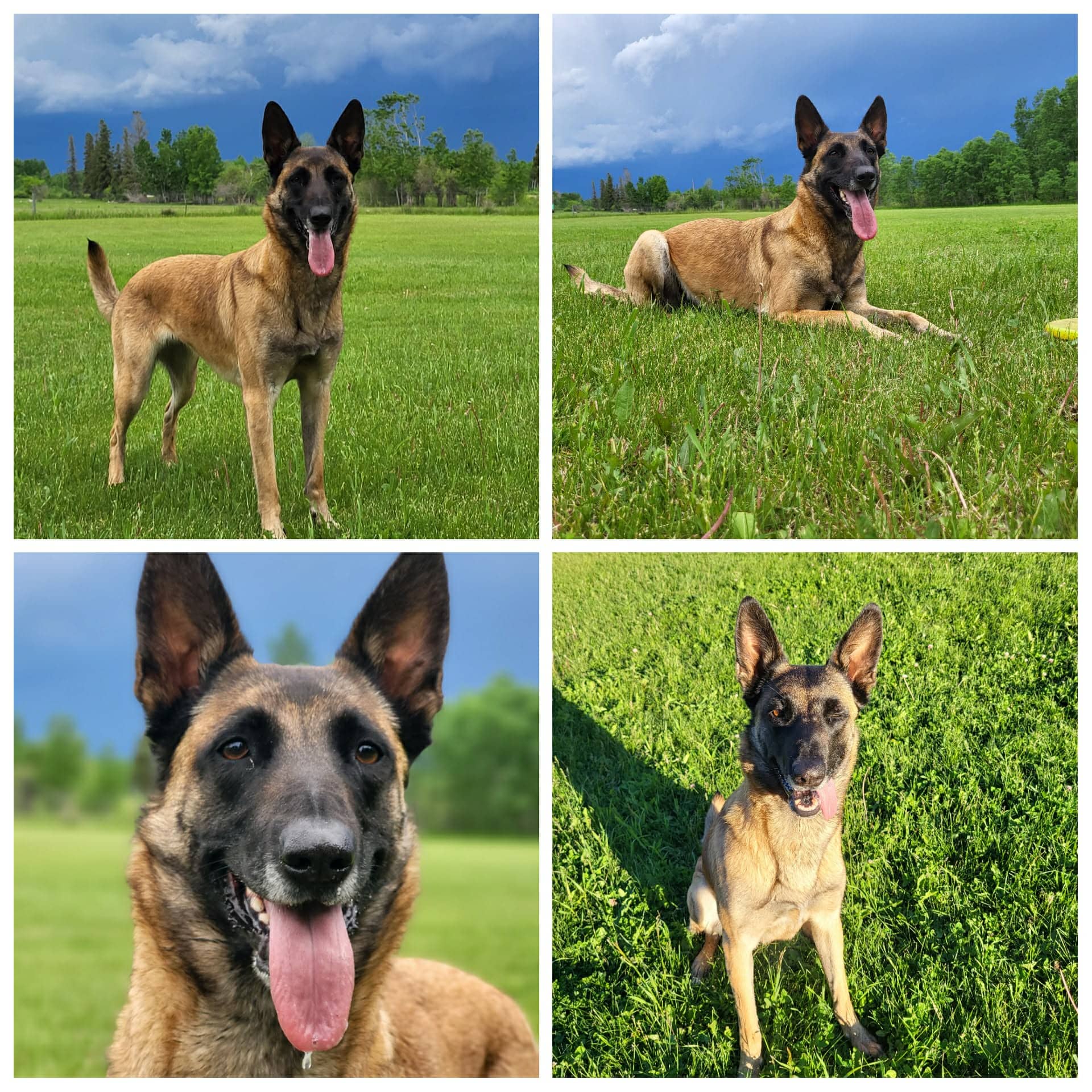 Hero - Belgian Malinois available for adoption