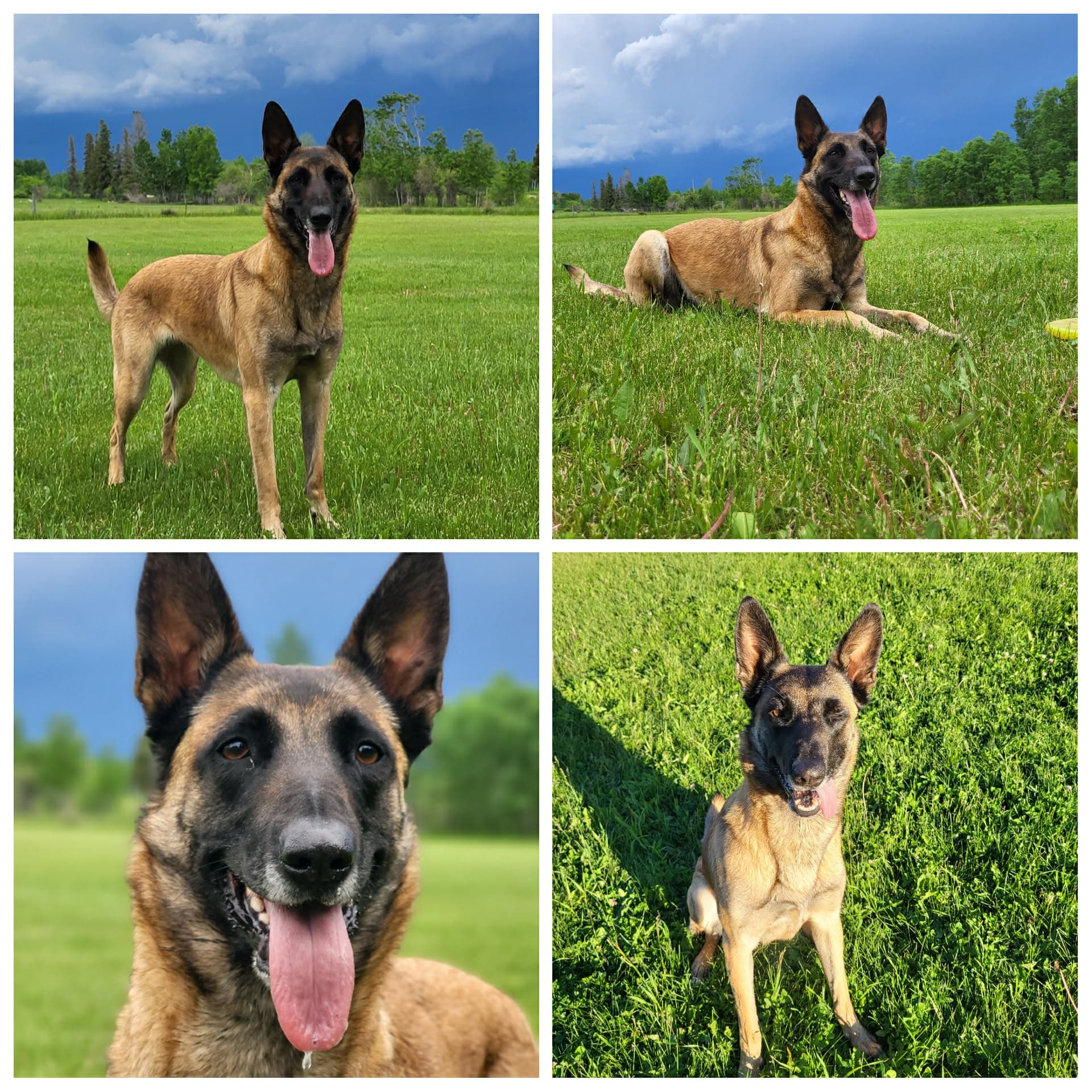 Hero - Belgian Malinois available for adoption