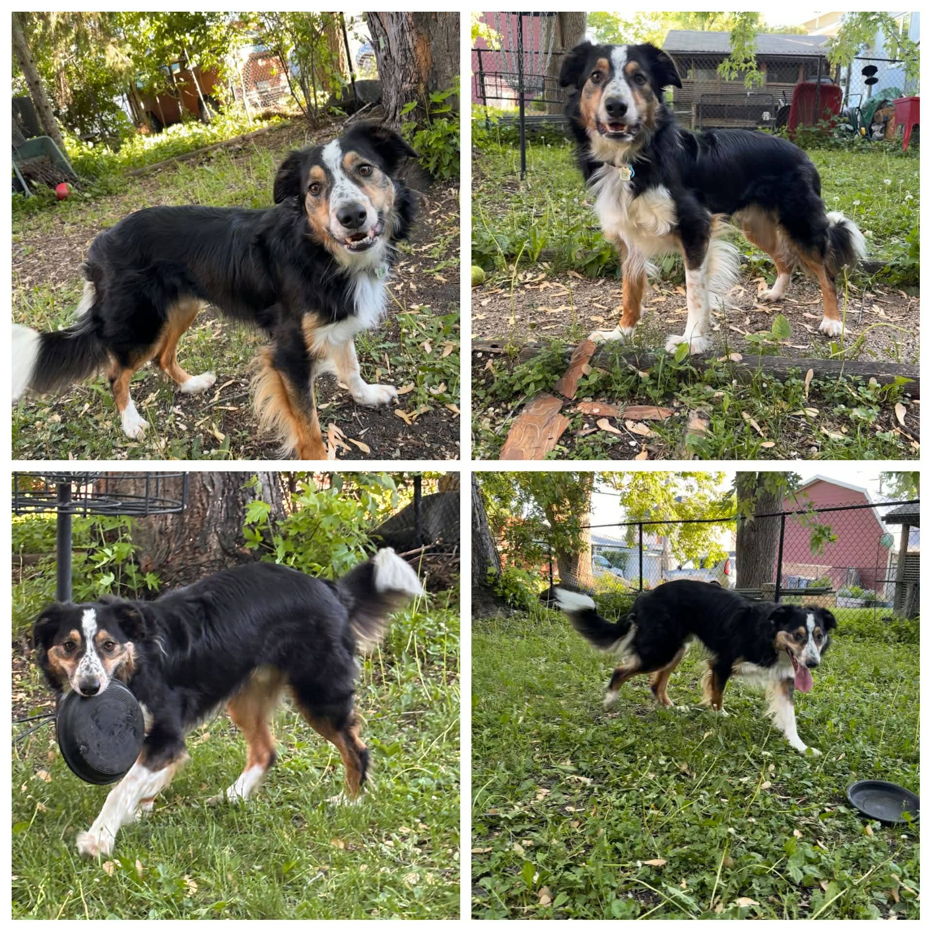 Shamus - Border Collie/Australian Shepherd available for adoption