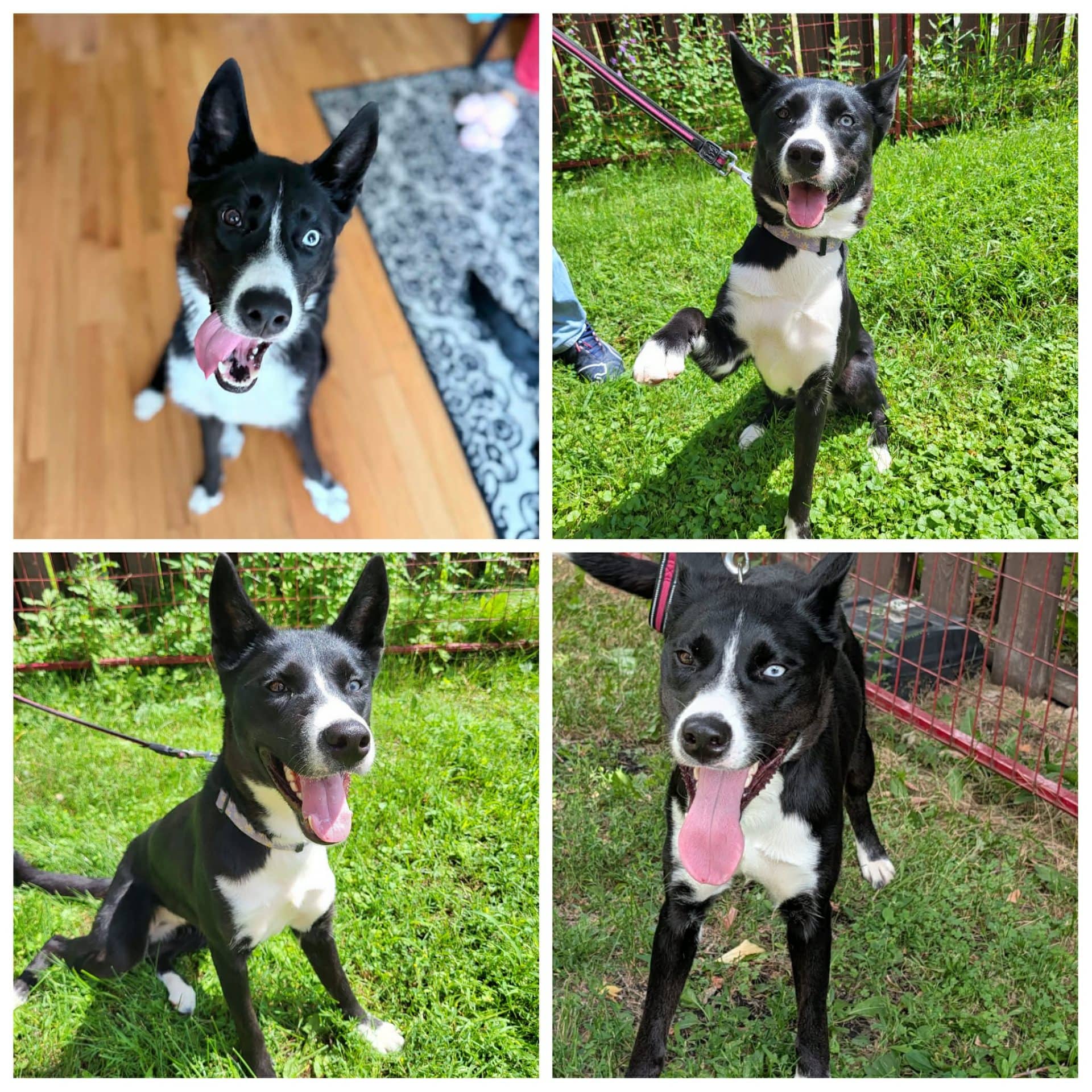 Orea - Border Collie/Husky available for adoption