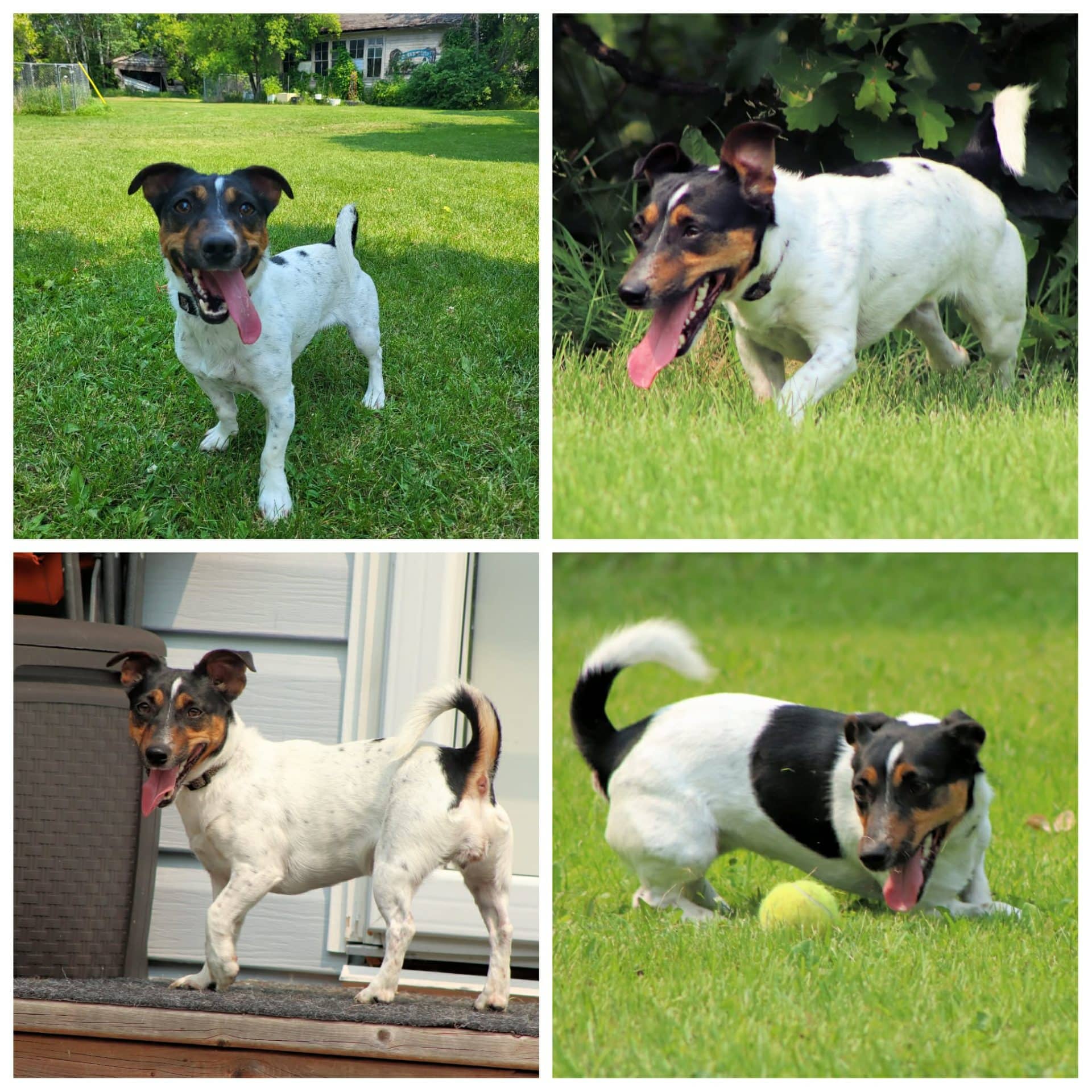 Pebbles - Jack Russell Terrier Mix available for adoption in Calgary