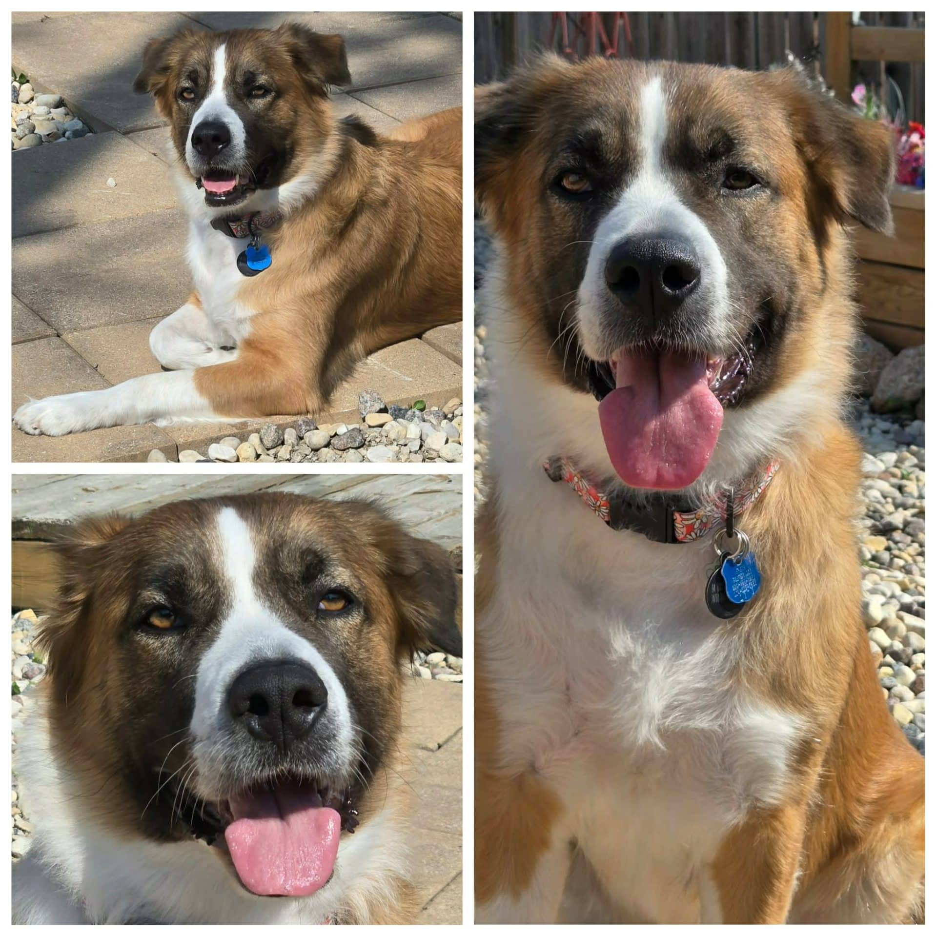Princess - St Bernard/Collie available for adoption in Manitoba