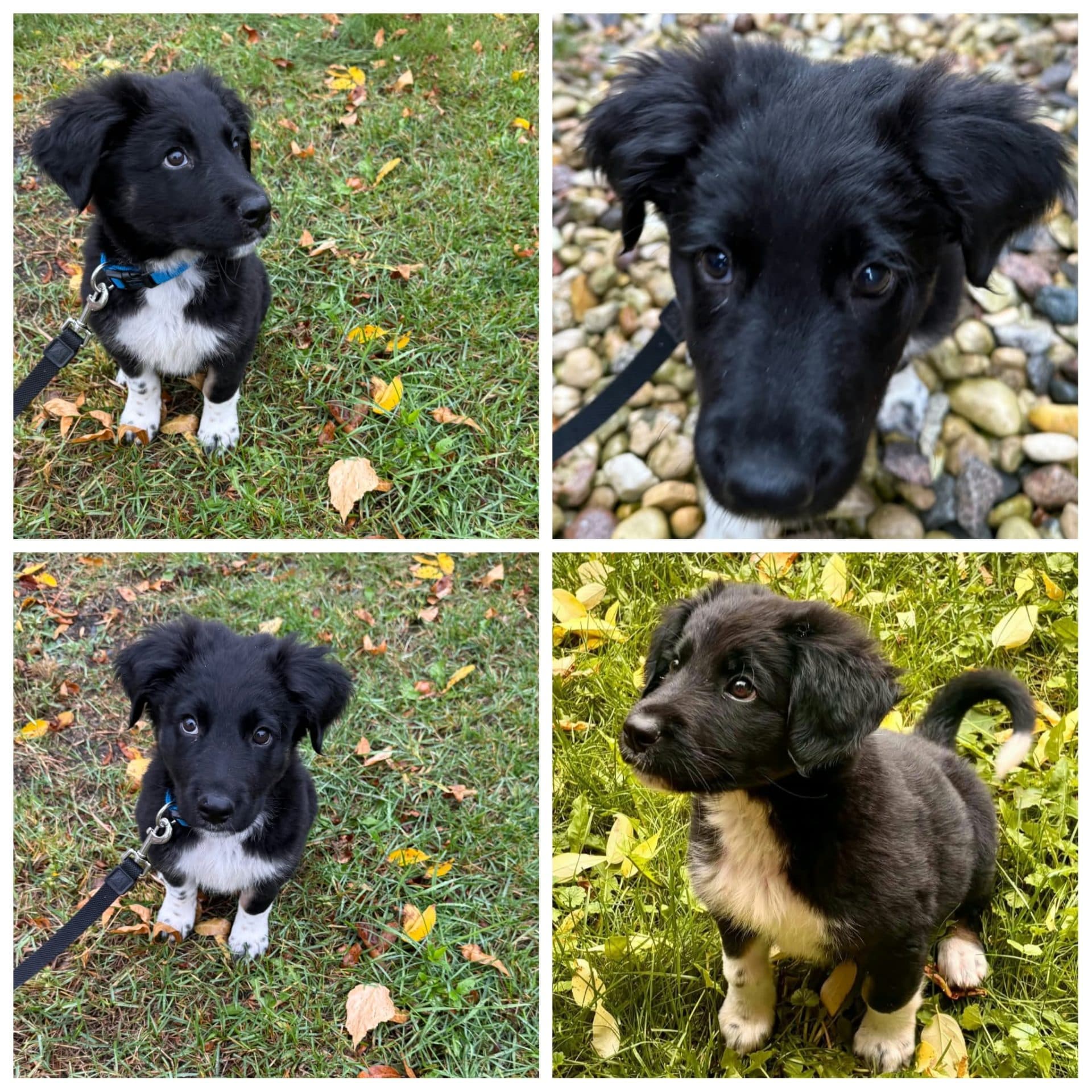 Apollo