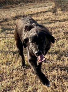 Baxter - Border Collie-Akbash Cross available for adoption in Saskatchewan