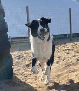 Bear - Border Collie-Akbash Cross available for adoption in Saskatchewan