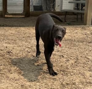 Sparrow - Collie Cross available for adoption in Calgary