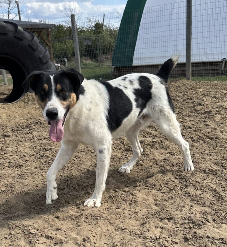 Linguine - Collie Cross available for adoption in Calgary