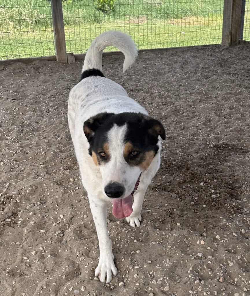 Spaghetti - Collie Cross available for adoption in Calgary
