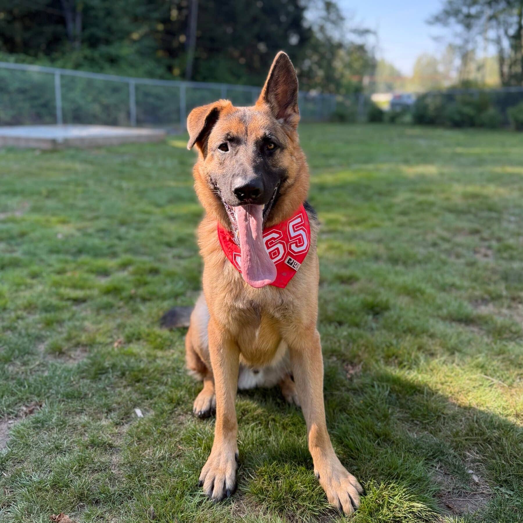 Maple - German Shepherd Mix available for adoption in Calgary