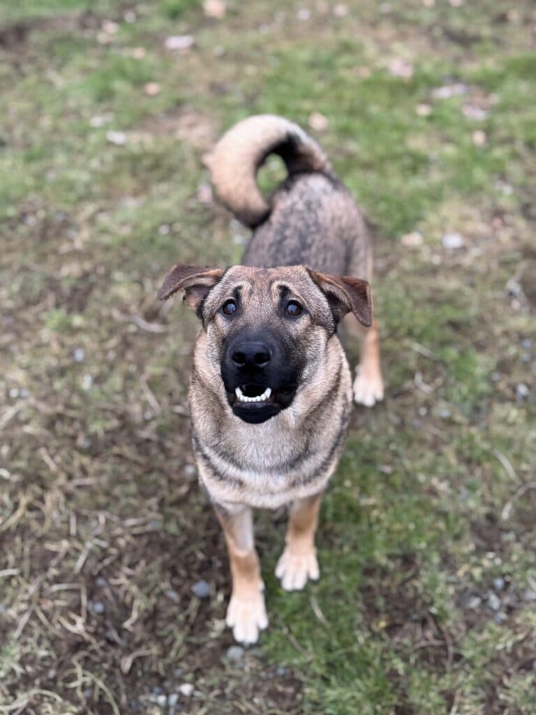 Lou - Mixed Breed available for adoption at Langley Animal Protection Society in British Columbia
